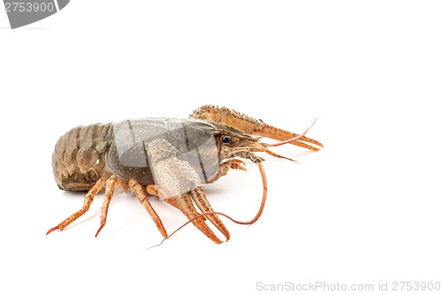 Image of River raw crayfish