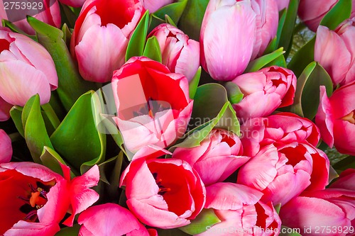 Image of Bunch of tulips