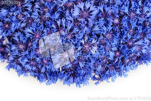 Image of Beautiful spring flowers blue cornflower on background