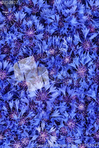 Image of Beautiful spring flowers blue cornflower on background. Blue flo