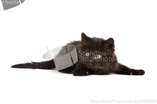 Image of Cute black kitten on  a white background