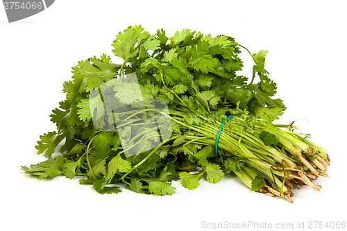 Image of Parsley tied in a bunch with twine isolated