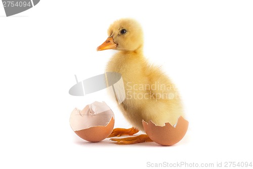 Image of Yellow small duckling with egg on a white