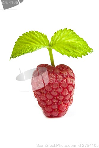 Image of Bunch of a red raspberry on a white background. Close up macro s