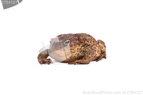 Image of Forest toad. Green frog