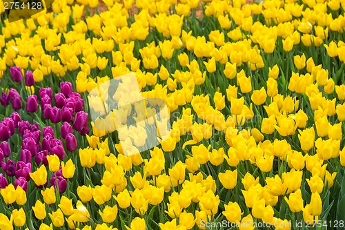 Image of Multicolored flower  tulip field in Holland