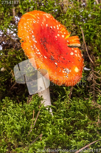 Image of Fly agaric toadstool in moss