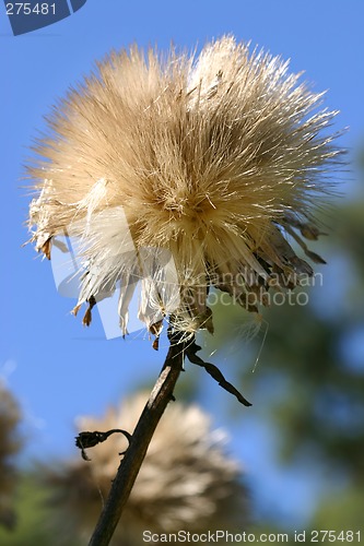 Image of Cardoon - Cynara cardunculus L