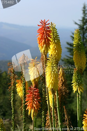 Image of Red Hot Pokers selection