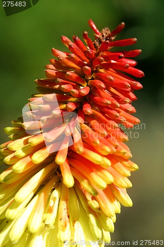 Image of Red Hot Poker - kniphofia