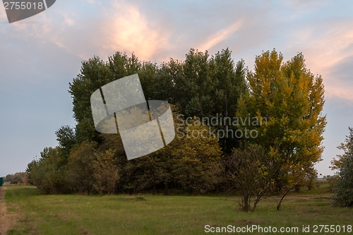 Image of Vintage tree flower photo of  beautiful cherry