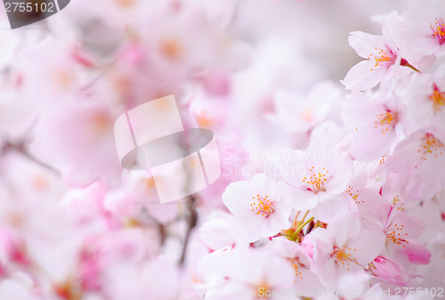 Image of Sakura tree