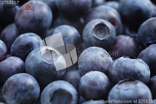 Image of Blueberry