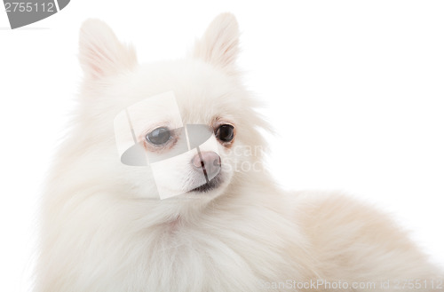 Image of White pomeranian portrait