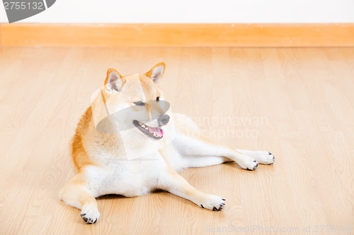 Image of Brown shiba