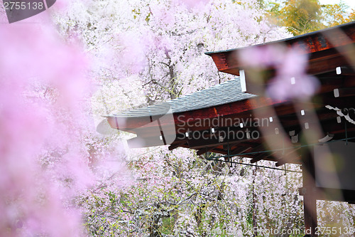 Image of Japanese temple with weeping sakura