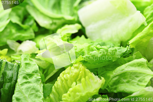 Image of Lettuce