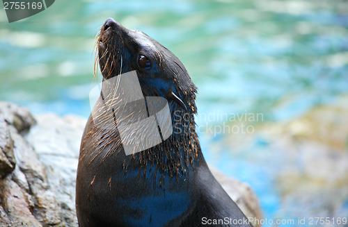 Image of Sea lion