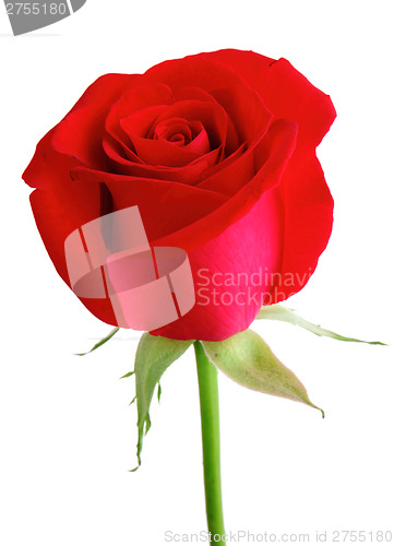 Image of Red rose