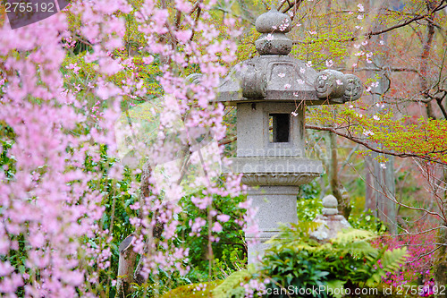 Image of Japanese garden with stone lantern and weeping sakura