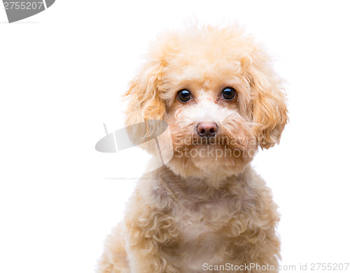 Image of Poodle dog