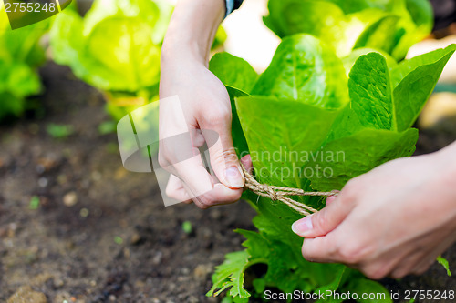 Image of Cultivate lettuce vegetable