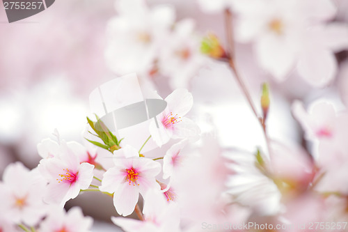 Image of Sakura in pink