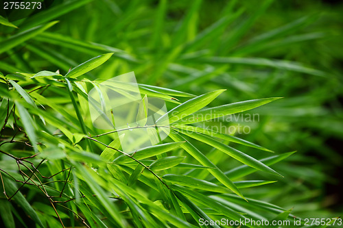 Image of Green plant