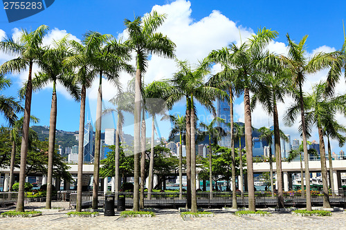 Image of Plam tree in Hong Kong downtown