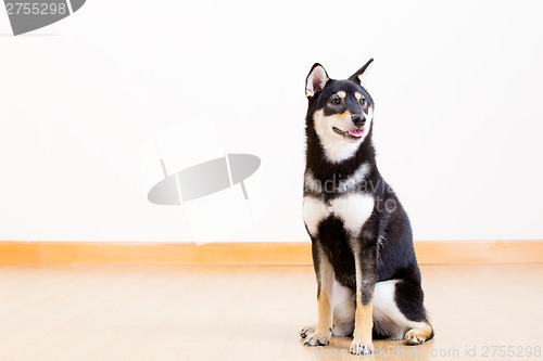 Image of Black shiba siting on the floor