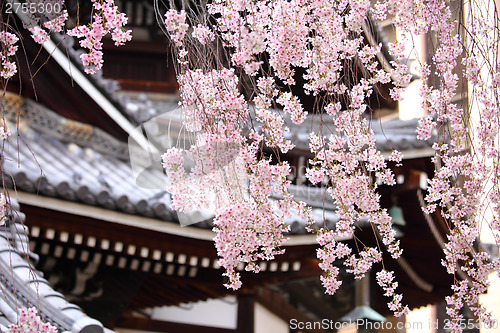 Image of Sakura tree in japanese temple