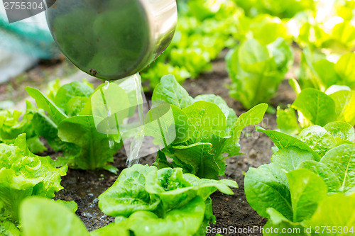 Image of Lettuce field