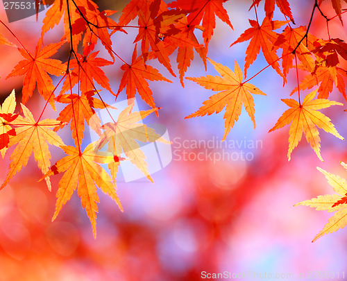 Image of Autumn maple