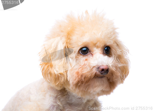 Image of Poodle dog