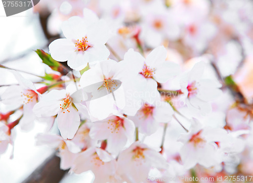 Image of Sakura flower