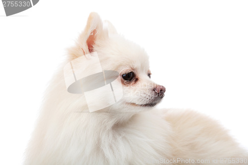 Image of White pomeranian looking another side