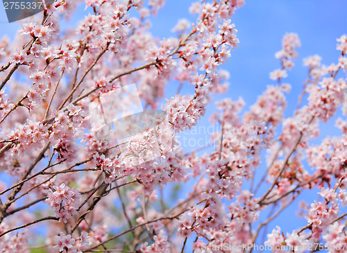 Image of Sakura tree