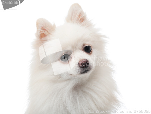 Image of White pomeranian feeling curiosity