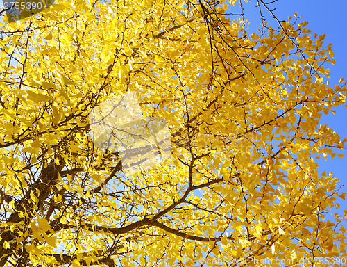 Image of Yellow gingko tree with clear blue sky