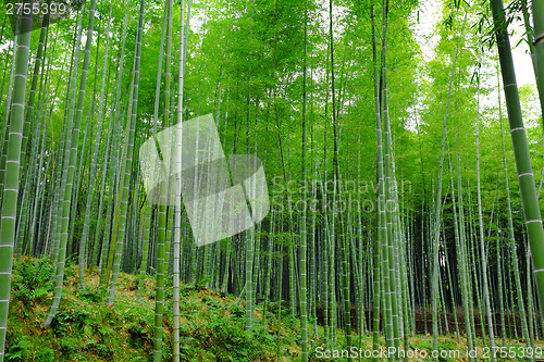 Image of Bamboo forest