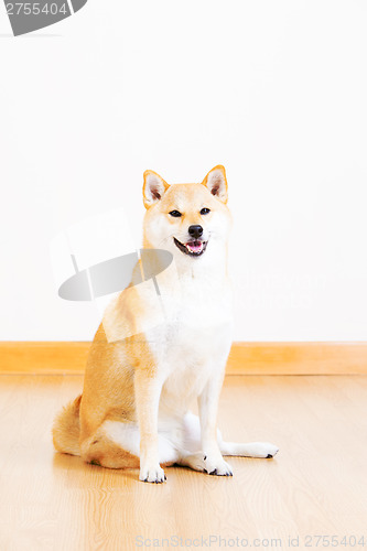 Image of Brown shiba smile