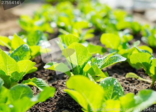 Image of Young lettuce field