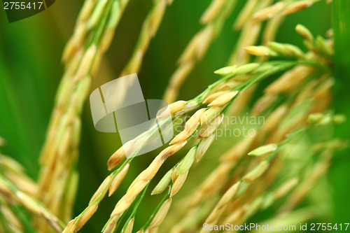 Image of Paddy rice