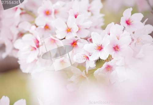 Image of Sakura