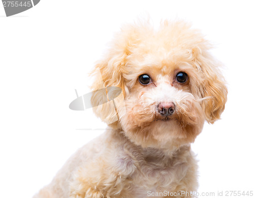 Image of Dog poodle