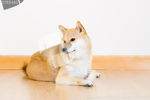 Image of Cute shiba lying down