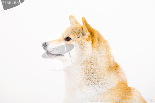 Image of Shiba side profile