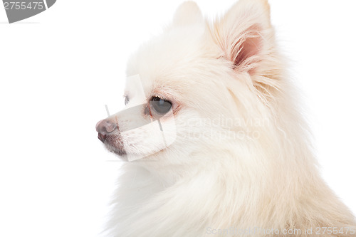 Image of White pomeranian side profile