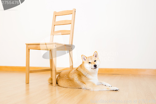 Image of Shiba inu at home