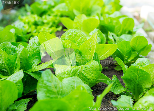 Image of Lettuce